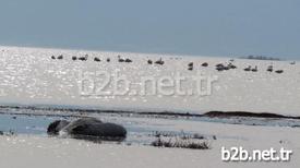 Aydın-muğla İl Sınırındaki Bafa Gölü’nde Nesli Tükenmek Üzere Olduğu İçin Koruma Altına Alınan Pelikanlar Biri Kaçak Avlanmaya Çalışan Kişi Ya Da Kişiler Tarafından Vuruldu.
