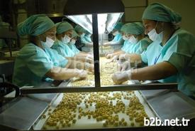 Foto: Enerji Deposu Fındıktaki Rekolte Azlığı Üreticiyi Sevindirirken Tüketiciyi Üzdü.