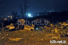 Tunceli’de Vatandaşlar, Aç Kaldıkları İçin Şehre İnen Yaban Domuzlarını Besliyor.