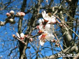 Gaziantep’in Araban İlçesinde Ocak Ayında Çiçek Açan Badem Ağacı Görenleri Şaşırttı.