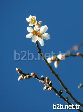 Gaziantep’in Araban İlçesinde Ocak Ayında Çiçek Açan Badem Ağacı Görenleri Şaşırttı.