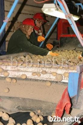 Soğuk Hava Ve Don Nedeniyle Patates Fiyatlarında Yaşanan Artış Üreticinin Yüzünü Güldürdü. Pazarda 2-3 Liraya Satılan Patatesin Nevşehir’deki Depo Çıkış Fiyatı 1,10 Liradan 1,50 Liraya Yükseldi.
