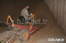 Soğuk Hava Ve Don Nedeniyle Patates Fiyatlarında Yaşanan Artış Üreticinin Yüzünü Güldürdü. Pazarda 2-3 Liraya Satılan Patatesin Nevşehir’deki Depo Çıkış Fiyatı 1,10 Liradan 1,50 Liraya Yükseldi.