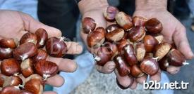 Yıllık 2 Bin 500 Tonluk Kapasitesiyle Ege Bölgesi'nin Önemli Kestane Üretim Merkezleri Arasında İlk Sıralarda Yer Alan Kütahya’nın Simav İlçesinde, Üretici Organik Kestanenin Fiyatına Zam Yaptı. Kestanenin Kilosu 10 Liradan 17 Liraya Çıktı.