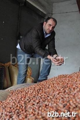 Ordu İlinde Fındığın Fiyatının 17 Tl Olmasının Ardından Trabzon’da Da Fındığın Kilosu 16 Tl Kadar Çıkarken Bu Rakam Tarihinin En Yüksek Fiyatı Olduğu Belirtildi.