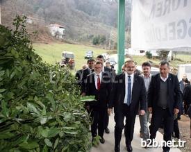 Bursa'nın Karacabey İlçesinde, Kozmetik Ve İlaç Sanayii İçin Yılda 3 Bin Tonu Aşkın Defne Toplayan Köylüler, Hizmete Açılan Kurutma Tesisiyle Gelirlerini Artıracak.