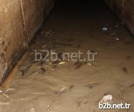 Adana'da Seyhan Baraj Gölü Çekilince, Binlerce Balık Yumurtlamak İçin Girdikleri Kanalda Mahsur Kaldı. Balıklar, Çamurlu Suda Hep Bir Anda Ağızlarını Açıp Kapayarak Çıkardıkları Ses Sayesinde Vatandaşların Dikkatini Çekince Kurtarıldı.