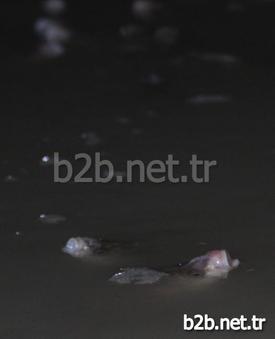 Adana'da Seyhan Baraj Gölü Çekilince, Binlerce Balık Yumurtlamak İçin Girdikleri Kanalda Mahsur Kaldı. Balıklar, Çamurlu Suda Hep Bir Anda Ağızlarını Açıp Kapayarak Çıkardıkları Ses Sayesinde Vatandaşların Dikkatini Çekince Kurtarıldı.