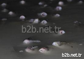 Adana'da Seyhan Baraj Gölü Çekilince, Binlerce Balık Yumurtlamak İçin Girdikleri Kanalda Mahsur Kaldı. Balıklar, Çamurlu Suda Hep Bir Anda Ağızlarını Açıp Kapayarak Çıkardıkları Ses Sayesinde Vatandaşların Dikkatini Çekince Kurtarıldı.