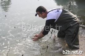 Balıkların Çıkardıkları Sesi Bir Vatandaşın Duyarak Belediyeye Haber Vermesi Üzerine Görevliler Akşama Kadar Binlerce Balığı Kurtararak Göle Saldı.