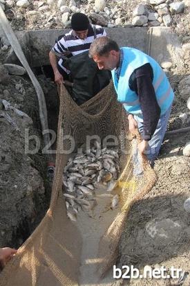 Balıkların Çıkardıkları Sesi Bir Vatandaşın Duyarak Belediyeye Haber Vermesi Üzerine Görevliler Akşama Kadar Binlerce Balığı Kurtararak Göle Saldı.