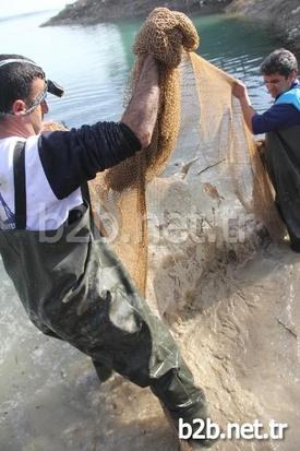Balıkların Çıkardıkları Sesi Bir Vatandaşın Duyarak Belediyeye Haber Vermesi Üzerine Görevliler Akşama Kadar Binlerce Balığı Kurtararak Göle Saldı.