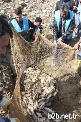 Balıkların Çıkardıkları Sesi Bir Vatandaşın Duyarak Belediyeye Haber Vermesi Üzerine Görevliler Akşama Kadar Binlerce Balığı Kurtararak Göle Saldı.