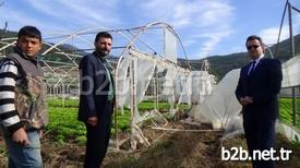 Bursa’da Etkili Olan Lodos 300 Dönümlük Tarım Arazilerinde Bulunan Seraları Da Vurdu. Yaklaşık 1 Milyon Lira Zarara Uğrayan Çiftçiler, Devletten Destek Bekliyor.