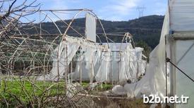 Bursa’da Etkili Olan Lodos 300 Dönümlük Tarım Arazilerinde Bulunan Seraları Da Vurdu. Yaklaşık 1 Milyon Lira Zarara Uğrayan Çiftçiler, Devletten Destek Bekliyor.