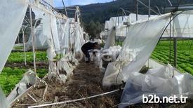 Bursa’da Etkili Olan Lodos 300 Dönümlük Tarım Arazilerinde Bulunan Seraları Da Vurdu. Yaklaşık 1 Milyon Lira Zarara Uğrayan Çiftçiler, Devletten Destek Bekliyor.