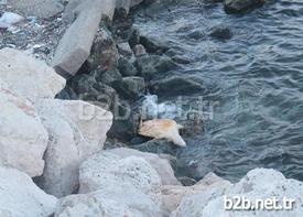 Mersin’de Nesli Tükenme Tehlikesinde Olan Caretta Caretta Türü Deniz Kaplumbağası, Ölü Halde Sahile Vurdu. Kaplumbağanın Kabuğunun Kırık Olduğu Ve İç Organlarından Bazılarının Da Dışarıya Çıktığı Görüldü.