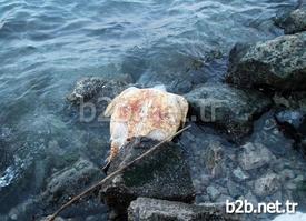 Mersin’de Nesli Tükenme Tehlikesinde Olan Caretta Caretta Türü Deniz Kaplumbağası, Ölü Halde Sahile Vurdu. Kaplumbağanın Kabuğunun Kırık Olduğu Ve İç Organlarından Bazılarının Da Dışarıya Çıktığı Görüldü.
