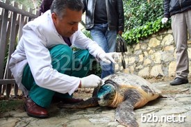 İncekum Sahilinde Bulunan Yaralı Caretta Ceratta, Tedavisinin Ardından Rehabilitasyon Merkezine Gönderildi.