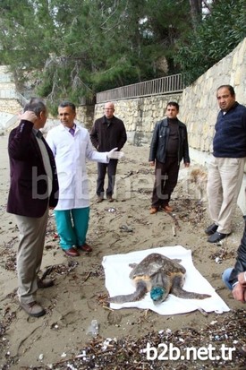 İncekum Sahilinde Bulunan Yaralı Caretta Ceratta, Tedavisinin Ardından Rehabilitasyon Merkezine Gönderildi.