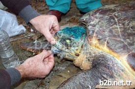 İncekum Sahilinde Bulunan Yaralı Caretta Ceratta, Tedavisinin Ardından Rehabilitasyon Merkezine Gönderildi.