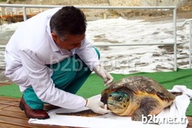 İncekum Sahilinde Bulunan Yaralı Caretta Ceratta, Tedavisinin Ardından Rehabilitasyon Merkezine Gönderildi.