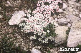 Uludağ Üniversitesi Biyoloji Bölümü Botanik Anabilim Dalı Öğretim Üyesi Doç. Dr. Ruziye Daşkın, Yüzlerce Endemik Bitki Ve Yabani Hayvana Ev Sahipliği Yapan Uludağ'ın Kıymetinin Bilinmesi Gerektiğini Söyledi.