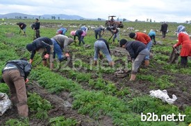 Tat Ve Aroma Olarak Türkiye'nin En İyi Havucunun Yetiştiği Hatay’ın Kırıkhan İlçesinde, Sancılı Bir Hasat Süreci Yaşanıyor. Mazot Ve Gübre Fiyatlarının Yüksekliği, Tarlaların İcarına Verilen Miktarın Yükselmesi Havuç Üreticisini Bu Yıl Sıkıntılı Günler Geçirmeye İtiyor.