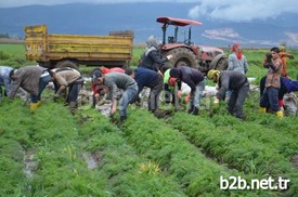 Tat Ve Aroma Olarak Türkiye'nin En İyi Havucunun Yetiştiği Hatay’ın Kırıkhan İlçesinde, Sancılı Bir Hasat Süreci Yaşanıyor. Mazot Ve Gübre Fiyatlarının Yüksekliği, Tarlaların İcarına Verilen Miktarın Yükselmesi Havuç Üreticisini Bu Yıl Sıkıntılı Günler Geçirmeye İtiyor.