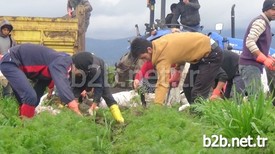 Tat Ve Aroma Olarak Türkiye'nin En İyi Havucunun Yetiştiği Hatay’ın Kırıkhan İlçesinde, Sancılı Bir Hasat Süreci Yaşanıyor. Mazot Ve Gübre Fiyatlarının Yüksekliği, Tarlaların İcarına Verilen Miktarın Yükselmesi Havuç Üreticisini Bu Yıl Sıkıntılı Günler Geçirmeye İtiyor.