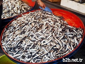 Hava Muhalefeti Nedeniyle Kilosu 20 Tl’nin Üzerine Çıkan Hamsi, Sezon Sonuna Yaklaşılırken, Yeniden 10 Tl Civarında Satılmaya Başlandı.