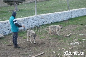 Orman Ve Su İşleri Bakanlığı Doğa Koruma Ve Milli Parklar 6. Bölge Müdürlüğü Yetkilileri İle Yaptıkları Gözlem Sonucu Kurtların, Yabanileşmeden Doğaya Salınmama Kararı Aldıklarını Dile Getiren Veteriner Hekim Öztürk Sarıca, Kurtlar Yabanileşmezse, Eğitim Çalışmalarında Kullanacaklarını, Kurtların İnsanlara Düşman Olmayan Bir Hayvan Olduğunu, Toplumun Görmesini Sağlayacaklarını Söyledi.