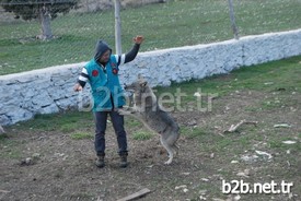 Orman Ve Su İşleri Bakanlığı Doğa Koruma Ve Milli Parklar 6. Bölge Müdürlüğü Yetkilileri İle Yaptıkları Gözlem Sonucu Kurtların, Yabanileşmeden Doğaya Salınmama Kararı Aldıklarını Dile Getiren Veteriner Hekim Öztürk Sarıca, Kurtlar Yabanileşmezse, Eğitim Çalışmalarında Kullanacaklarını, Kurtların İnsanlara Düşman Olmayan Bir Hayvan Olduğunu, Toplumun Görmesini Sağlayacaklarını Söyledi.