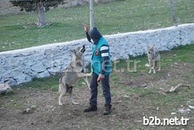 Orman Ve Su İşleri Bakanlığı Doğa Koruma Ve Milli Parklar 6. Bölge Müdürlüğü Yetkilileri İle Yaptıkları Gözlem Sonucu Kurtların, Yabanileşmeden Doğaya Salınmama Kararı Aldıklarını Dile Getiren Veteriner Hekim Öztürk Sarıca, Kurtlar Yabanileşmezse, Eğitim Çalışmalarında Kullanacaklarını, Kurtların İnsanlara Düşman Olmayan Bir Hayvan Olduğunu, Toplumun Görmesini Sağlayacaklarını Söyledi.