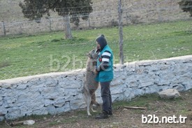 Orman Ve Su İşleri Bakanlığı Doğa Koruma Ve Milli Parklar 6. Bölge Müdürlüğü Yetkilileri İle Yaptıkları Gözlem Sonucu Kurtların, Yabanileşmeden Doğaya Salınmama Kararı Aldıklarını Dile Getiren Veteriner Hekim Öztürk Sarıca, Kurtlar Yabanileşmezse, Eğitim Çalışmalarında Kullanacaklarını, Kurtların İnsanlara Düşman Olmayan Bir Hayvan Olduğunu, Toplumun Görmesini Sağlayacaklarını Söyledi.