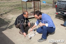 Erzurum'un Oltu İlçesi Sarısaz Mahallesi Yakınlarında Yaralı Halde Bulunan Vaşak İçin Vatandaşlar Seferber Oldu.