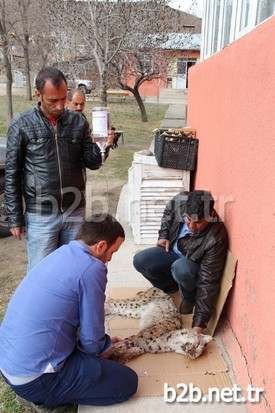 Erzurum'un Oltu İlçesi Sarısaz Mahallesi Yakınlarında Yaralı Halde Bulunan Vaşak İçin Vatandaşlar Seferber Oldu.