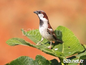 Flamingo, Pelikan, Kız Kuşları, Tüm Ördek Türleri, Bahriler, Saz Dericesi Gibi Yırtıcı Kuşlar, Saz Tavuğu, Uzun Bacak Ve Birçok Ötücü Kuş Türünün Dinlenme Alanı Olarak Kullandığı Ve Bugüne Kadar Göçmen Ve Yerli 235 Kuş Türünün Bulunduğu Balıkdamı Sulak Alanı, Her Geçen Yıl Daha Da Fazla Türü Kaybediyor.