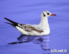 Flamingo, Pelikan, Kız Kuşları, Tüm Ördek Türleri, Bahriler, Saz Dericesi Gibi Yırtıcı Kuşlar, Saz Tavuğu, Uzun Bacak Ve Birçok Ötücü Kuş Türünün Dinlenme Alanı Olarak Kullandığı Ve Bugüne Kadar Göçmen Ve Yerli 235 Kuş Türünün Bulunduğu Balıkdamı Sulak Alanı, Her Geçen Yıl Daha Da Fazla Türü Kaybediyor.