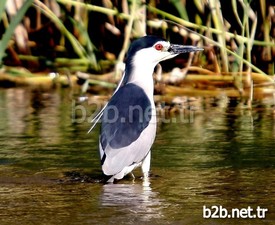 Flamingo, Pelikan, Kız Kuşları, Tüm Ördek Türleri, Bahriler, Saz Dericesi Gibi Yırtıcı Kuşlar, Saz Tavuğu, Uzun Bacak Ve Birçok Ötücü Kuş Türünün Dinlenme Alanı Olarak Kullandığı Ve Bugüne Kadar Göçmen Ve Yerli 235 Kuş Türünün Bulunduğu Balıkdamı Sulak Alanı, Her Geçen Yıl Daha Da Fazla Türü Kaybediyor.