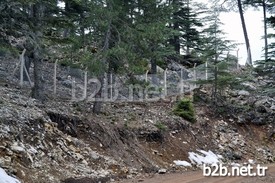 Antalya, Burdur Ve Denizli İllerine Özgü Bir Endemik Çiçek Olan Şakayık (paeoniaturcica) Doğal Yaşam Alanında Koruma Altına Alındı.