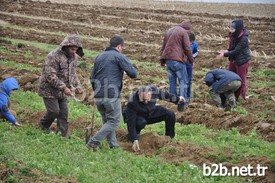 21-26 Mart Tarihleri Arasında Kutlanan Orman Haftası Etkinlikleri Fidan Dikim Ve Dağıtımı Faaliyetleri İle Başladı. İnegöl Orman İşletme Müdürü Muhammed Çolak, 2015 Yılı İçerisinde 150 Bin Fidanı Toprakla Buluşturmayı Hedeflediklerini Aktardı.