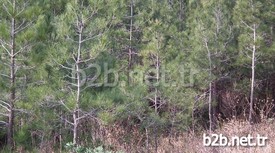 Hatay Genelinde 3 İle 4 Bin Hektarlık Ormanlık Alanın, Ağaçları Kurutan “akdeniz Çam Kabuk Böceği” Tehdidi Altında Olduğu Belirtildi.