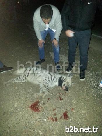 Dünyada Ender Görülen Çizgili Sırtlan Batman’da Trafik Kurbanı Oldu.nesilleri Tükenmekte Olan Çizgili Sırtlan Gece Saatlerinde Karayolundan Geçmeye Çalışırken Bir Aracın Altında Kaldı.olay Yerinde Ölen Sırtlan Yoldan Gecen Araç Sürücüleri Tarafından Yol Kenarına Alındı.