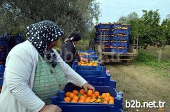 Balıkesir’in Edremit İlçesinde Bölge Ekonomisine Katkıda Bulunan Narenciye İçin Hasat Çalışmaları Yoğun Şekilde Devam Ediyor. Ancak Üretici Satışlardan Pek Memnun Değil.