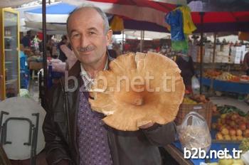 Çanakkale'nin Lapseki İlçesinde Halk Pazarında Satılan Dev Mantarı Görenler Gözlerine İnanamadı. Yaklaşık 1 Kilo Ağırlığındaki Pırnal Mantarı, İlgi Odağı Oldu.