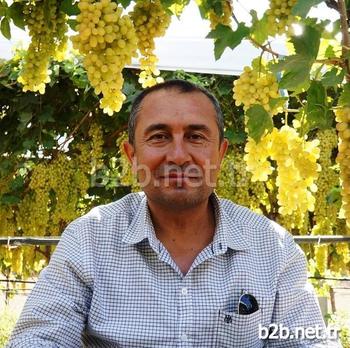 Manisa Ziraat Mühendisleri Odası Şubesi Başkanı İbrahim Demran, 2014 Yılının 1 Aralık’a Kadar Olan Zaman İçinde Alaşehir Gümrüğü’nden 245 Bin Ton Yaş Üzüm İhracatının Gerçekleştirildiğini Açıkladı.