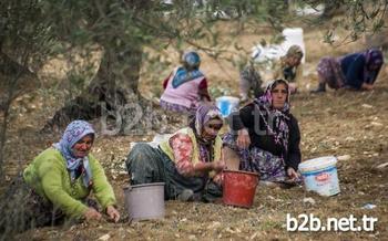 Yaklaşık 11 Milyon Zeytin Ağacı Bulunan Balıkesir’de Zeytin Hasadında Çalışan İşçilerin Yaklaşık Yüzde 60’ı Kadınlardan Oluşuyor. Kadınlar, Dip Toplama Ve Tırmık İşlerinde İstihdam Edilerek Aile Ekonomilerine Katkı Sağlıyor.