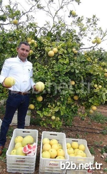 Turunçgiller İçinde En Ağır Ve Soğuğa En Dayanıklı Bitki Olarak Bilinen Ağaç Kavunu, Mersin’in Silifke İlçesinde Üreticinin Yeni Alternatifi Olmaya Aday Olurken, Ağaç Kavununun Kolesterol Ve Şeker Düşürmede En Etkili Ürünlerinden Biri Olduğu Bildirildi.