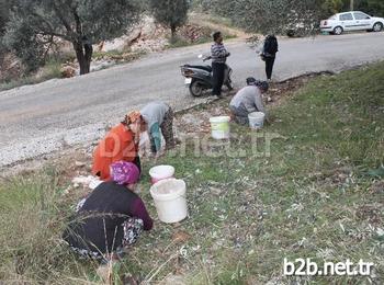 Antalya’nın Kaş İlçesinde Denize Bakan Yamaçlardan Zeytin Toplayan Vatandaşlar, Doğal Zeytinyağı Elde Ediyor. Zeytinin Posası İse Yakacak Ve Hayvan Yemi Olarak Kullanılıyor.